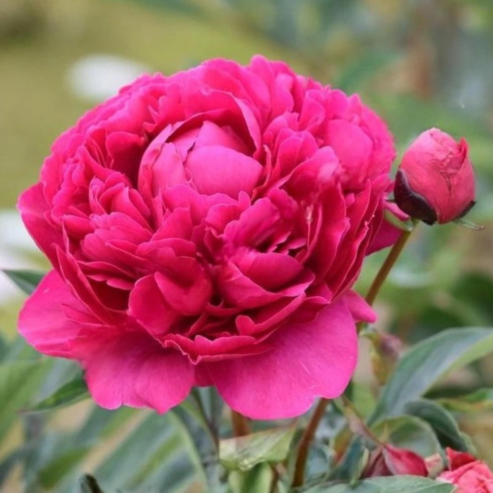Kansas Pink Peony Seeds - 10 Heirloom Perennial Flower Seeds - Image 5