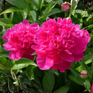Kansas Pink Peony Seeds - 10 Heirloom Perennial Flower Seeds - Image 6