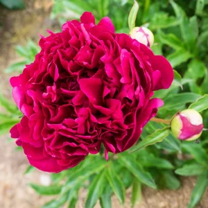 Kansas Pink Peony Seeds - 10 Heirloom Perennial Flower Seeds - Image 7