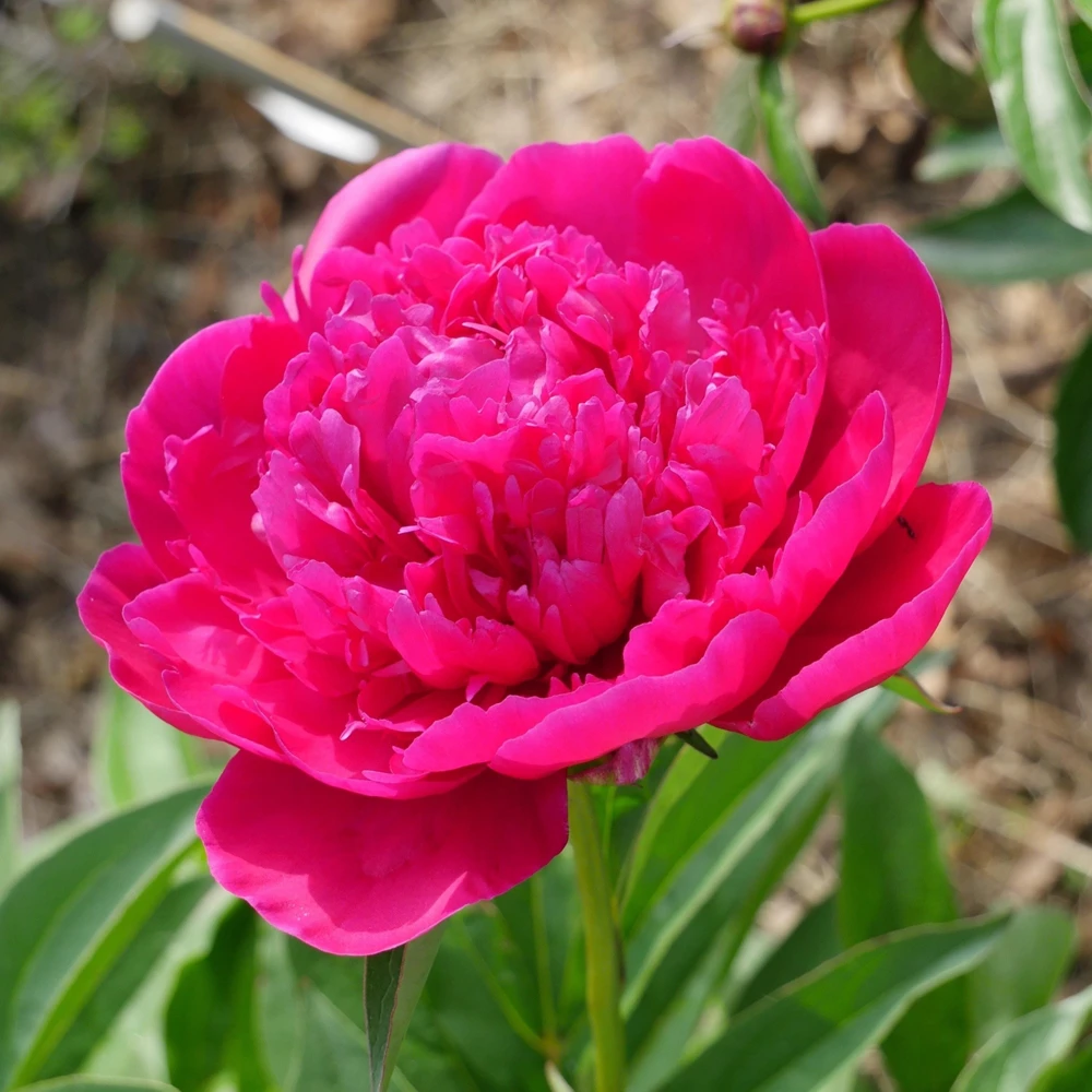Kansas Pink Peony Seeds - 10 Heirloom Perennial Flower Seeds - Image 8