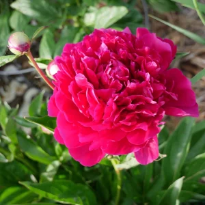 Kansas Pink Peony Seeds - 10 Heirloom Perennial Flower Seeds - Image 9
