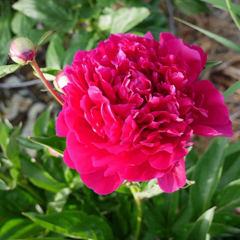 Kansas Pink Peony Seeds - 10 Heirloom Perennial Flower Seeds - Image 9