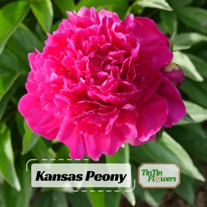 Kansas Pink Peony Seeds - 10 Heirloom Perennial Flower Seeds - Image 1