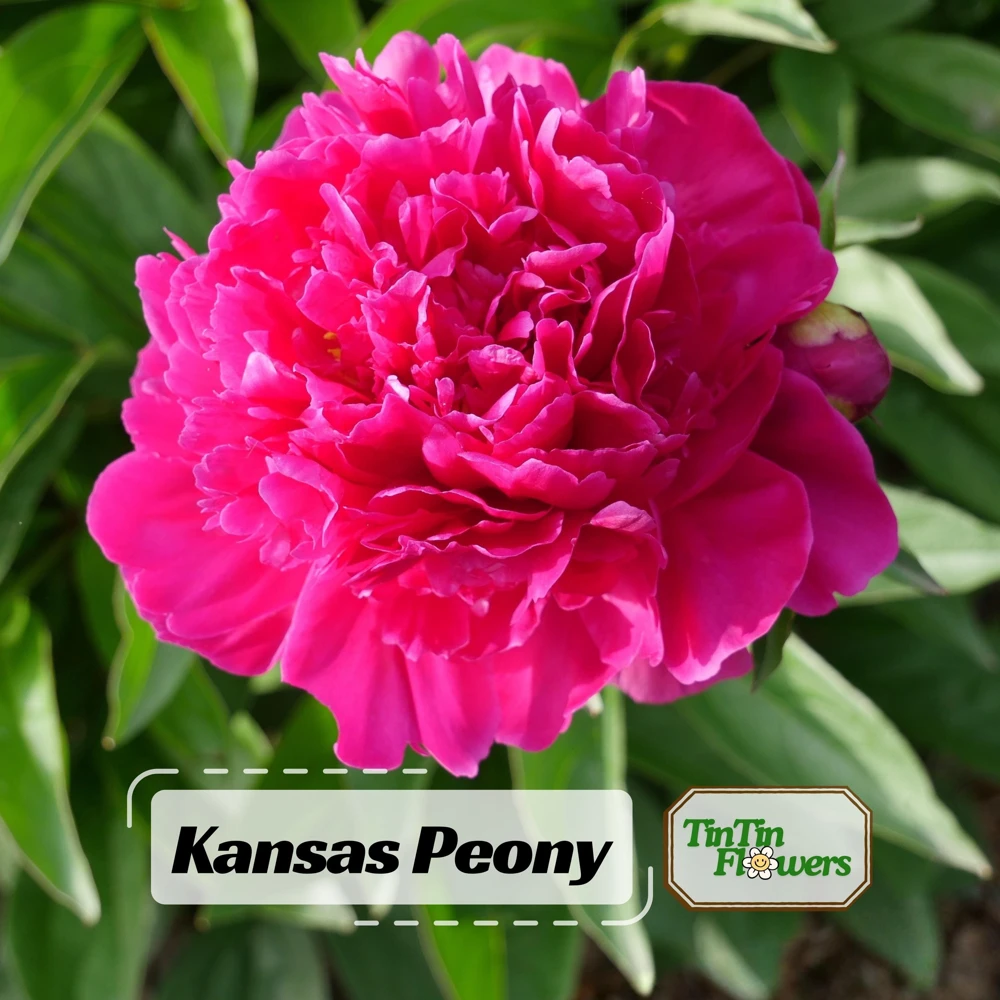 Kansas Pink Peony Seeds - 10 Heirloom Perennial Flower Seeds - Image 1