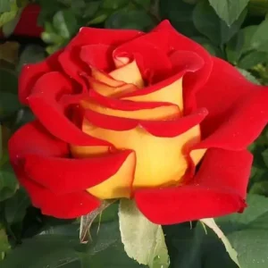 Ketchup & Mustard Rose Seeds - Perennial Flower Seeds - 30+ Seeds - Mix - Image 10