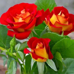 Ketchup & Mustard Rose Seeds - Perennial Flower Seeds - 30+ Seeds - Mix - Image 11