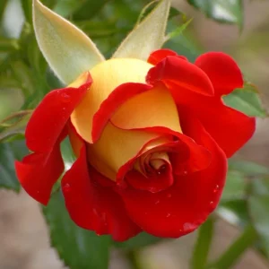 Ketchup & Mustard Rose Seeds - Perennial Flower Seeds - 30+ Seeds - Mix - Image 12