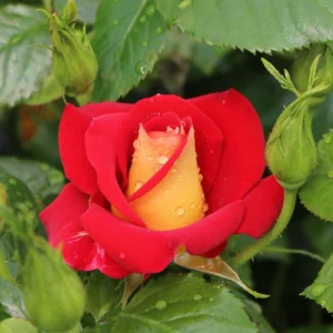 Ketchup & Mustard Rose Seeds - Perennial Flower Seeds - 30+ Seeds - Mix - Image 13