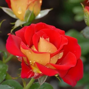 Ketchup & Mustard Rose Seeds - Perennial Flower Seeds - 30+ Seeds - Mix - Image 2
