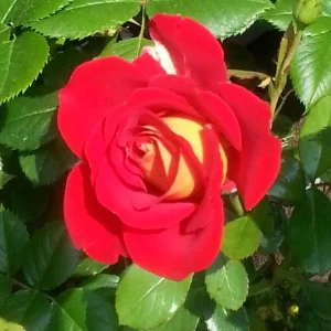Ketchup & Mustard Rose Seeds - Perennial Flower Seeds - 30+ Seeds - Mix - Image 3
