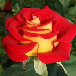 Ketchup & Mustard Rose Seeds - Perennial Flower Seeds - 30+ Seeds - Mix - Image 4