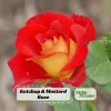 Ketchup & Mustard Rose Seeds - Perennial Flower Seeds - 30+ Seeds - Mix - Image 1