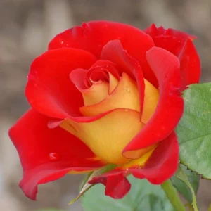 Ketchup & Mustard Rose Seeds - Perennial Flower Seeds - 30+ Seeds - Mix - Image 5
