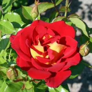 Ketchup & Mustard Rose Seeds - Perennial Flower Seeds - 30+ Seeds - Mix - Image 6