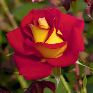 Ketchup & Mustard Rose Seeds - Perennial Flower Seeds - 30+ Seeds - Mix - Image 7
