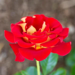 Ketchup & Mustard Rose Seeds - Perennial Flower Seeds - 30+ Seeds - Mix - Image 8