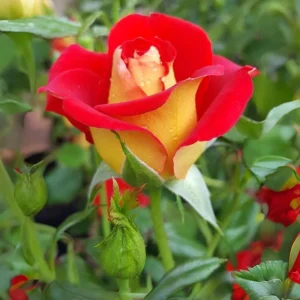Ketchup & Mustard Rose Seeds - Perennial Flower Seeds - 30+ Seeds - Mix - Image 9