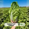 Kogane Napa Cabbage Seeds - 20 Seeds - Chinese Cabbage - Crisp Sweet Asian Vegetable - Image 1