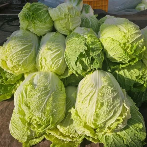 Kogane Napa Cabbage Seeds - 20 Seeds - Chinese Cabbage - Crisp Sweet Asian Vegetable - Image 5