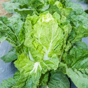 Kogane Napa Cabbage Seeds - 20 Seeds - Chinese Cabbage - Crisp Sweet Asian Vegetable - Image 6