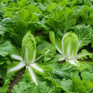 Kogane Napa Cabbage Seeds - 20 Seeds - Chinese Cabbage - Crisp Sweet Asian Vegetable - Image 9