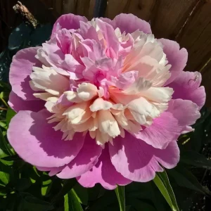 Lady Liberty Peony Seeds - 10 Count Pack - Perennial Flower Seeds - Open-Pollinated - Image 10