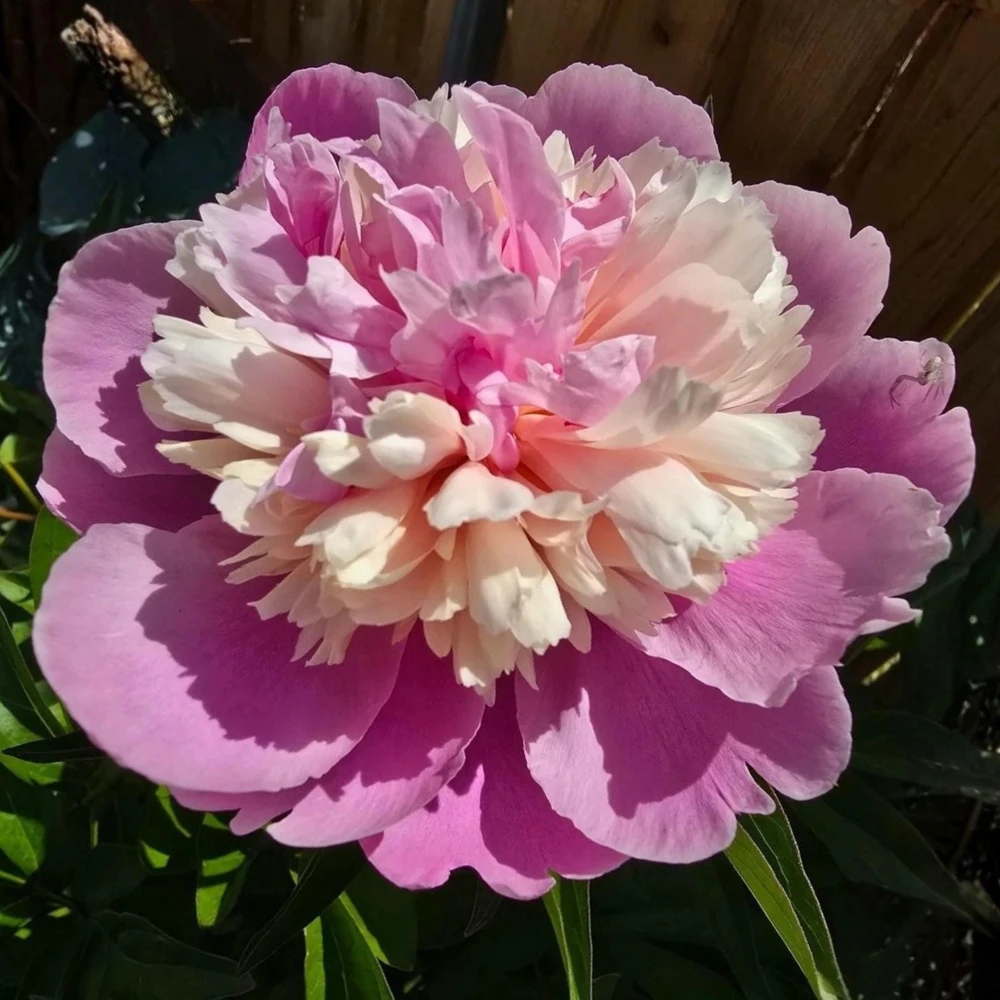 Lady Liberty Peony Seeds - 10 Count Pack - Perennial Flower Seeds - Open-Pollinated - Image 10