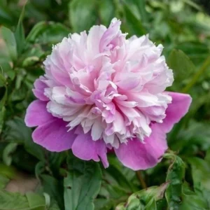 Lady Liberty Peony Seeds - 10 Count Pack - Perennial Flower Seeds - Open-Pollinated - Image 11