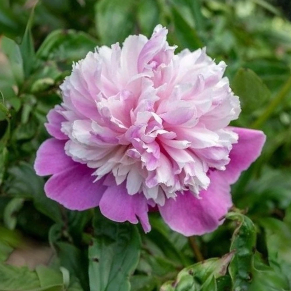 Lady Liberty Peony Seeds - 10 Count Pack - Perennial Flower Seeds - Open-Pollinated - Image 11