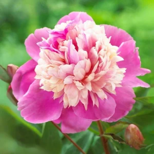 Lady Liberty Peony Seeds - 10 Count Pack - Perennial Flower Seeds - Open-Pollinated - Image 12