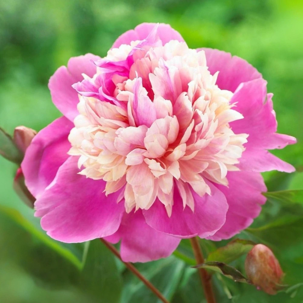 Lady Liberty Peony Seeds - 10 Count Pack - Perennial Flower Seeds - Open-Pollinated - Image 12