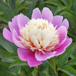 Lady Liberty Peony Seeds - 10 Count Pack - Perennial Flower Seeds - Open-Pollinated - Image 13