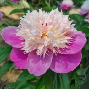 Lady Liberty Peony Seeds - 10 Count Pack - Perennial Flower Seeds - Open-Pollinated - Image 14