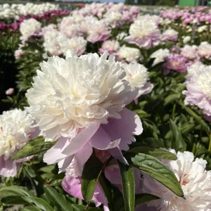 Lady Liberty Peony Seeds - 10 Count Pack - Perennial Flower Seeds - Open-Pollinated - Image 15