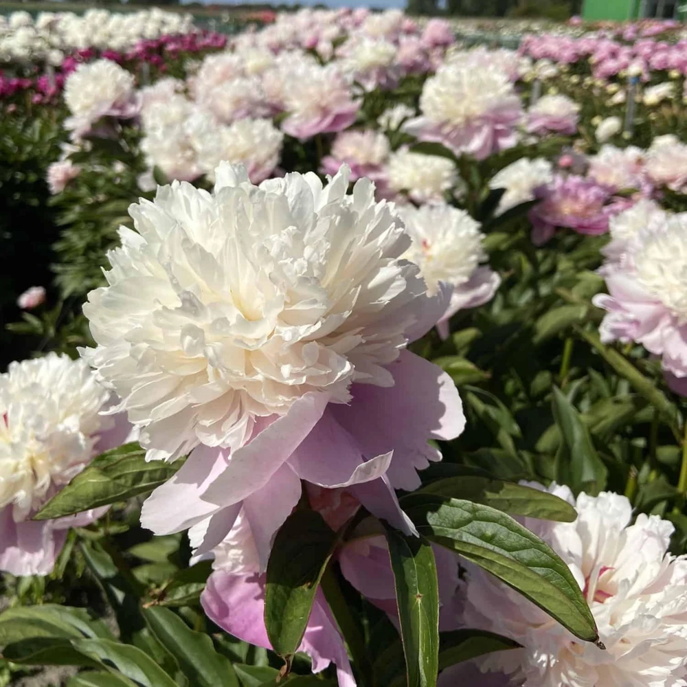 Lady Liberty Peony Seeds - 10 Count Pack - Perennial Flower Seeds - Open-Pollinated - Image 15