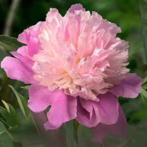 Lady Liberty Peony Seeds - 10 Count Pack - Perennial Flower Seeds - Open-Pollinated - Image 16