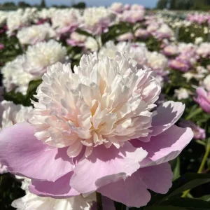 Lady Liberty Peony Seeds - 10 Count Pack - Perennial Flower Seeds - Open-Pollinated - Image 17