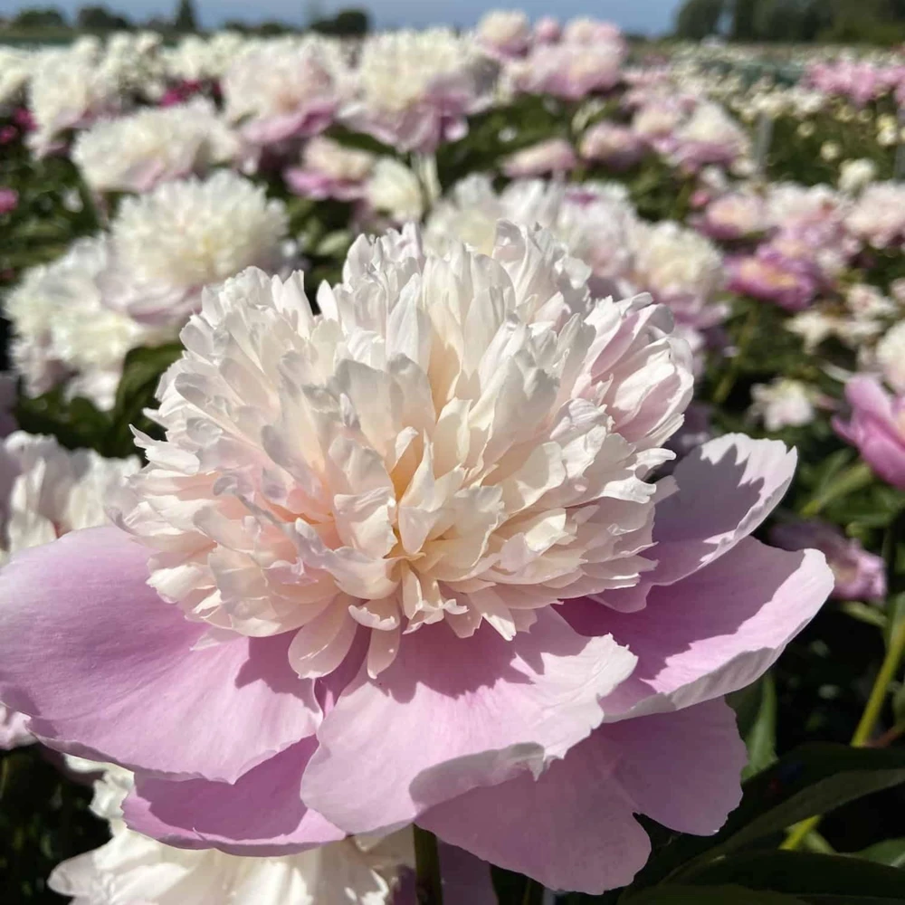 Lady Liberty Peony Seeds - 10 Count Pack - Perennial Flower Seeds - Open-Pollinated - Image 17