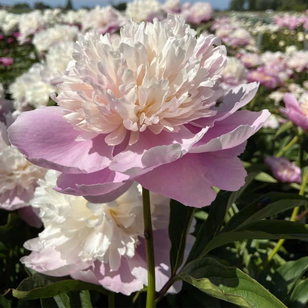 Lady Liberty Peony Seeds - 10 Count Pack - Perennial Flower Seeds - Open-Pollinated - Image 18