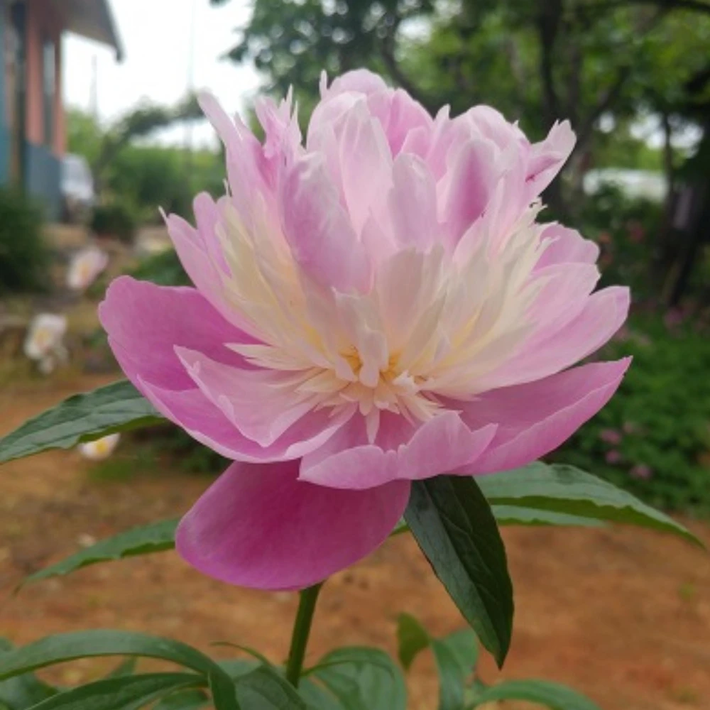 Lady Liberty Peony Seeds - 10 Count Pack - Perennial Flower Seeds - Open-Pollinated - Image 19