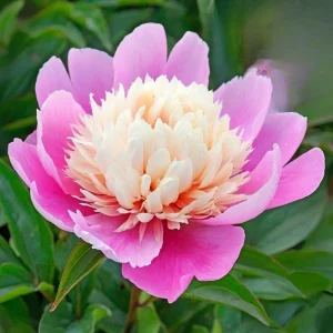 Lady Liberty Peony Seeds - 10 Count Pack - Perennial Flower Seeds - Open-Pollinated - Image 2