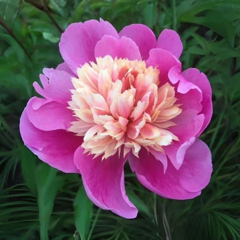 Lady Liberty Peony Seeds - 10 Count Pack - Perennial Flower Seeds - Open-Pollinated - Image 3