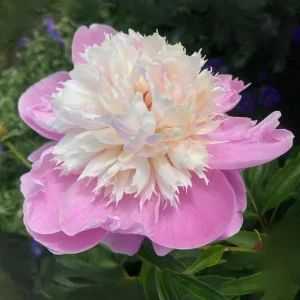 Lady Liberty Peony Seeds - 10 Count Pack - Perennial Flower Seeds - Open-Pollinated - Image 4