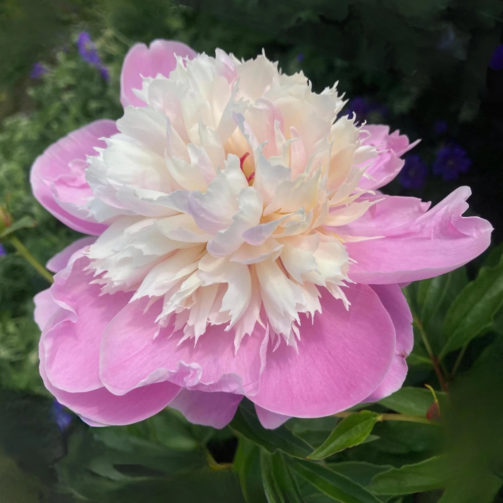 Lady Liberty Peony Seeds - 10 Count Pack - Perennial Flower Seeds - Open-Pollinated - Image 4