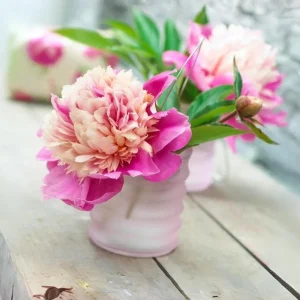Lady Liberty Peony Seeds - 10 Count Pack - Perennial Flower Seeds - Open-Pollinated - Image 5