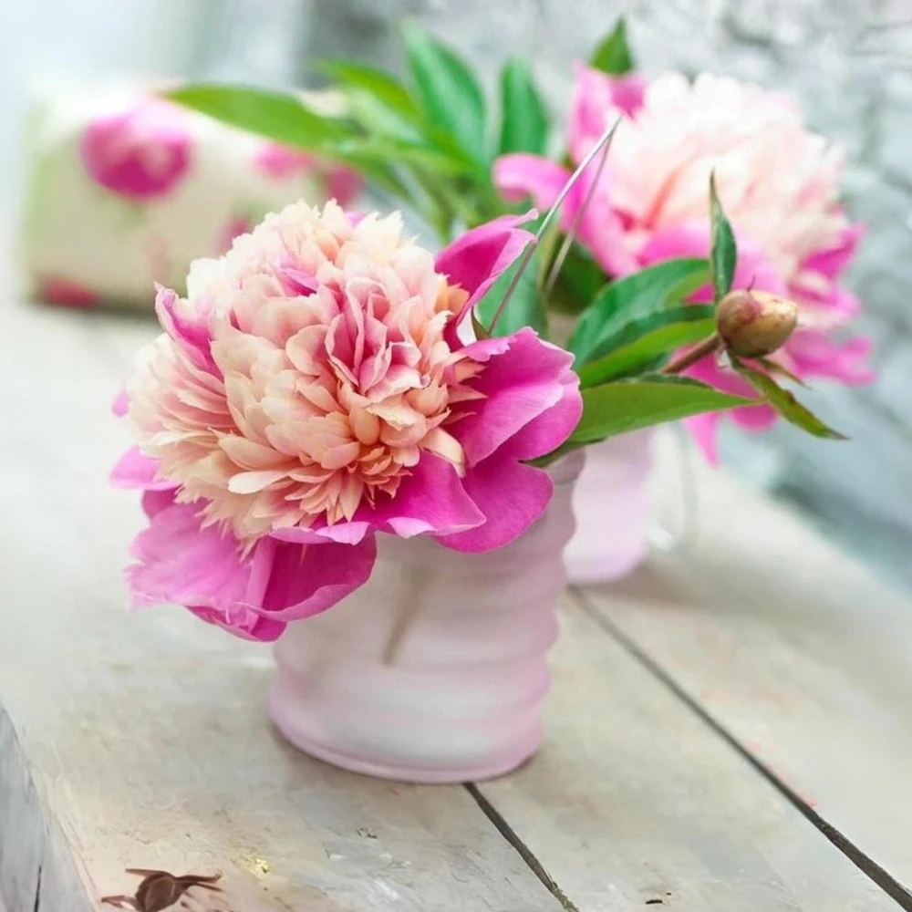 Lady Liberty Peony Seeds - 10 Count Pack - Perennial Flower Seeds - Open-Pollinated - Image 5