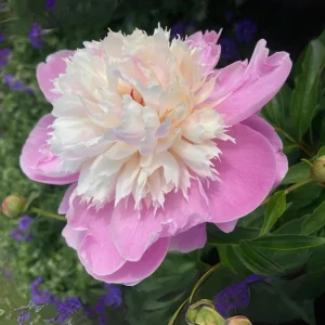 Lady Liberty Peony Seeds - 10 Count Pack - Perennial Flower Seeds - Open-Pollinated - Image 7
