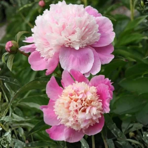Lady Liberty Peony Seeds - 10 Count Pack - Perennial Flower Seeds - Open-Pollinated - Image 8