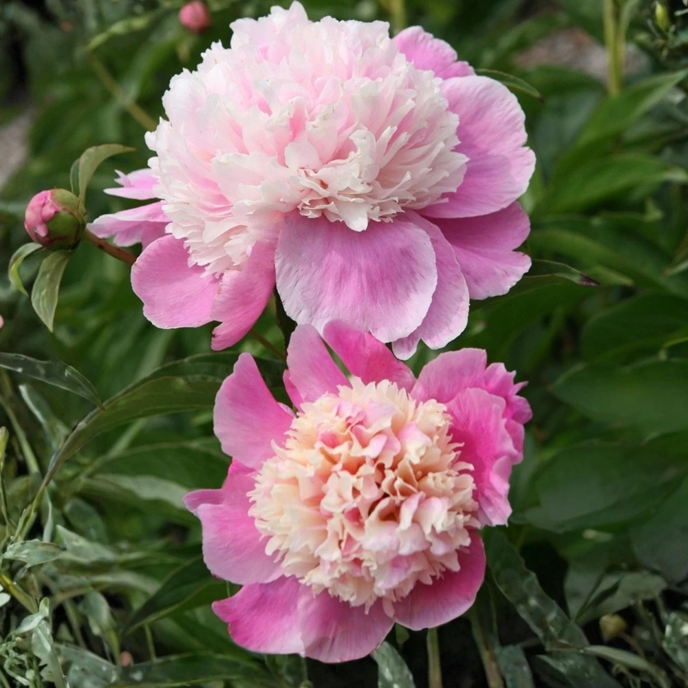 Lady Liberty Peony Seeds - 10 Count Pack - Perennial Flower Seeds - Open-Pollinated - Image 8