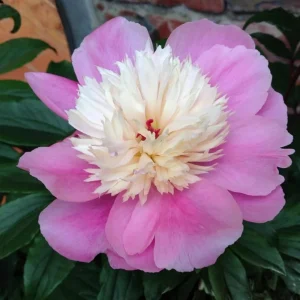 Lady Liberty Peony Seeds - 10 Count Pack - Perennial Flower Seeds - Open-Pollinated - Image 9